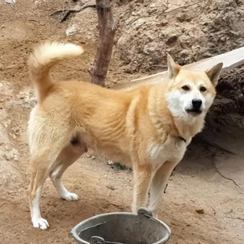 汪汪队显神通！走失男童获救，狗狗守护一夜成英雄