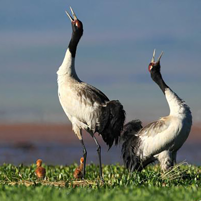 “高原之肾”尕海湿地珍稀物种持续刷新