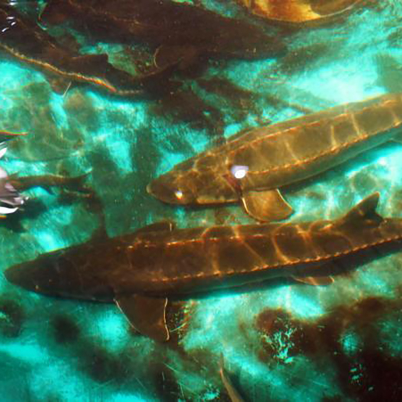 2024年长江鲟繁殖数量创新高，保护成果显著