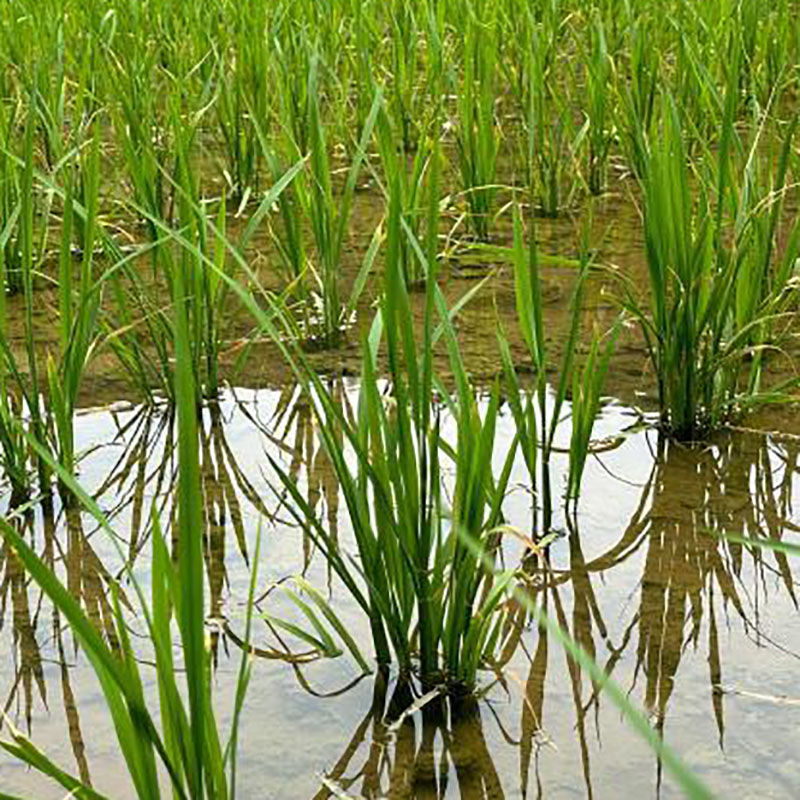 四川春灌供水25.3亿立方米，成功保障1940万亩水稻栽插