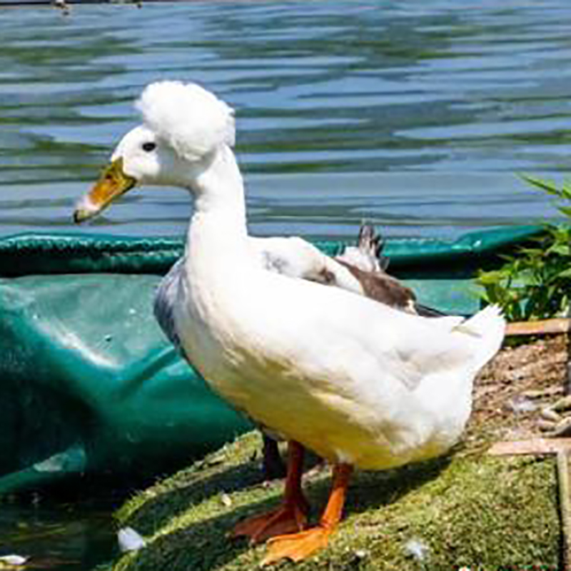 南京玄武湖“爆炸头”鸭子走红，独特造型引游客驻足