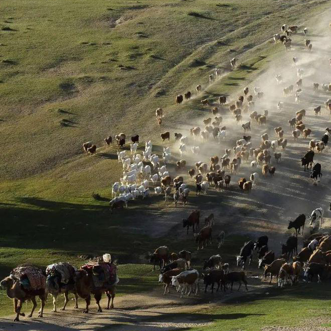 新疆阿勒泰夏季限定转场：领略古老游牧文化，解锁全新旅游玩法